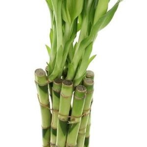 10 Stalks of 12 Inches Straight Lucky Bamboo