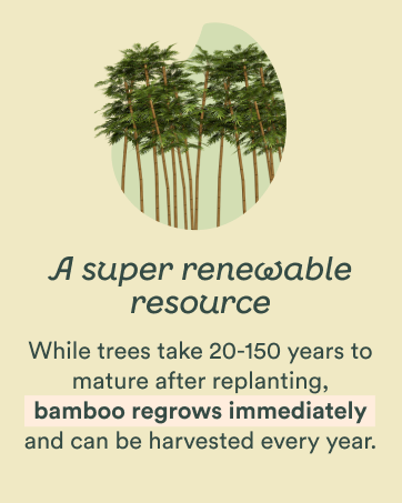 Bamboo regrows immediately after being cut and can be harvested every year