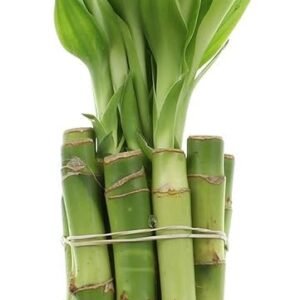 NW Wholesaler - 4" Live Lucky Bamboo Plant - Bundle of 10 Stalks - Live Indoor Houseplants for Home Decor, Live Bamboo Plant, Indoor Low Light Plants, Feng Shui (10)