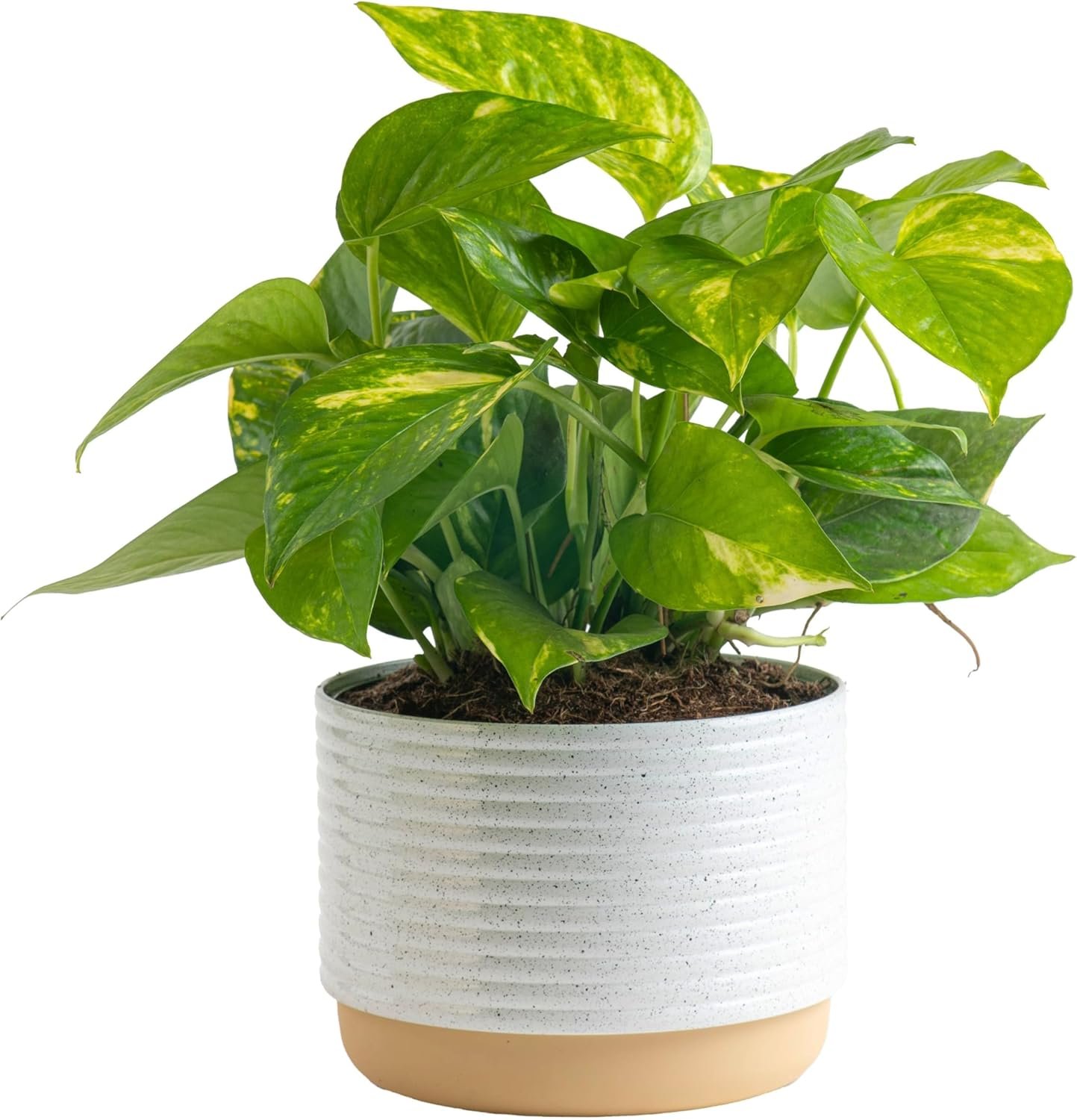 Costa Farms Golden Pothos Live Plant, Easy Care Indoor House Plant in Modern Decor Planter Pot, Potting Soil, Natural Air Purifier Houseplant, Housewarming Gift, Home Decor, Room Decor, 10-Inches Tall